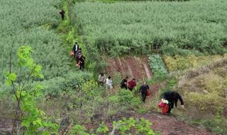 7月15上坟提前几天好