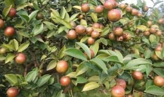 油茶籽油多少钱一斤