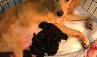 小狗学叫的真正结局